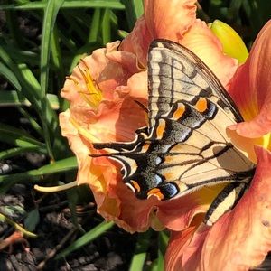 Meet your Posher, Nan